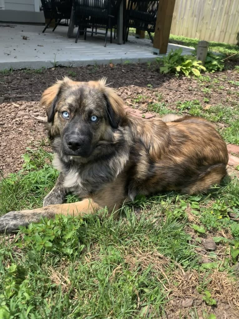 Finn, a Great Pyrenees and Siberian Husky mix tested with EmbarkVet.com