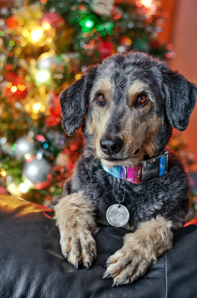 Hayley, an Aussiedoodle tested with EmbarkVet.com