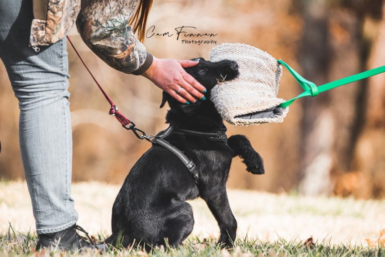 Vaatu, a Black Russian Terrier and Belgian Malinois mix tested with EmbarkVet.com