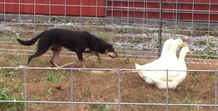 Rose, an Australian Kelpie tested with EmbarkVet.com