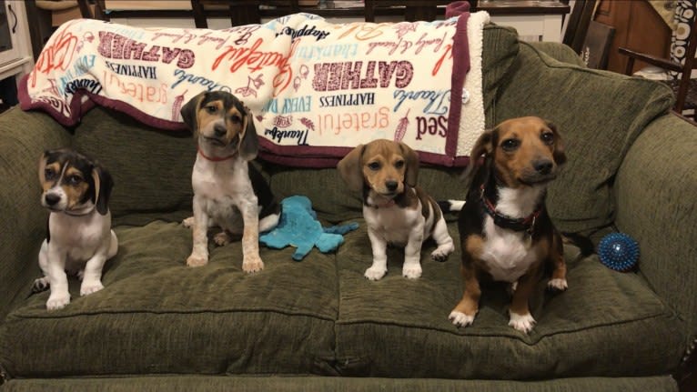 Bandit, a Treeing Walker Coonhound and Beagle mix tested with EmbarkVet.com