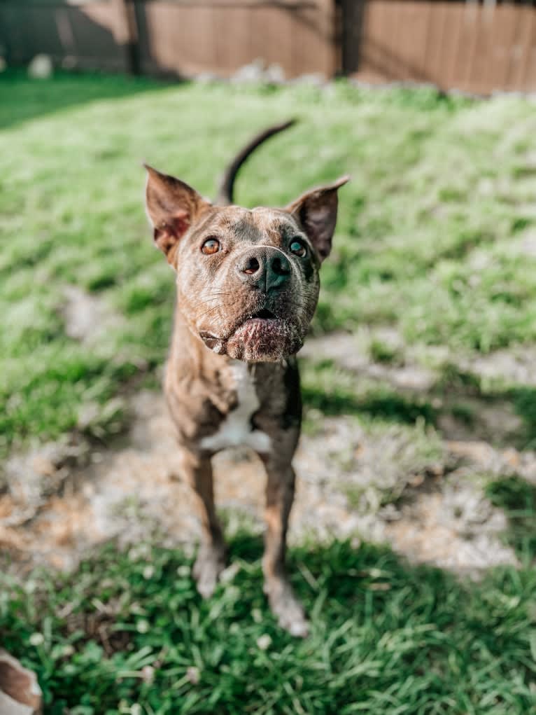 Axel, an American Pit Bull Terrier and Catahoula Leopard Dog mix tested with EmbarkVet.com