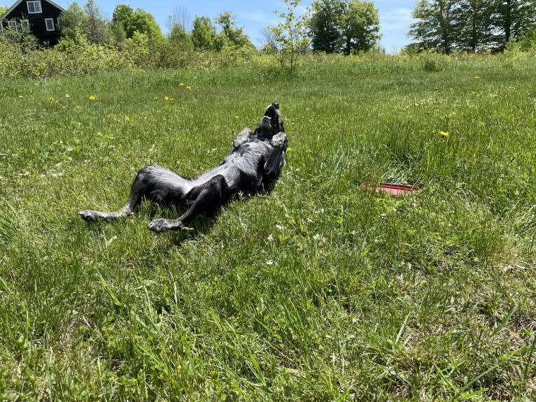 Mist, an Australian Cattle Dog and Australian Shepherd mix tested with EmbarkVet.com