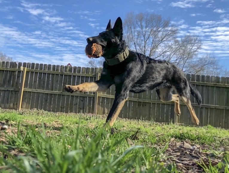 Kojak, a German Shepherd Dog tested with EmbarkVet.com