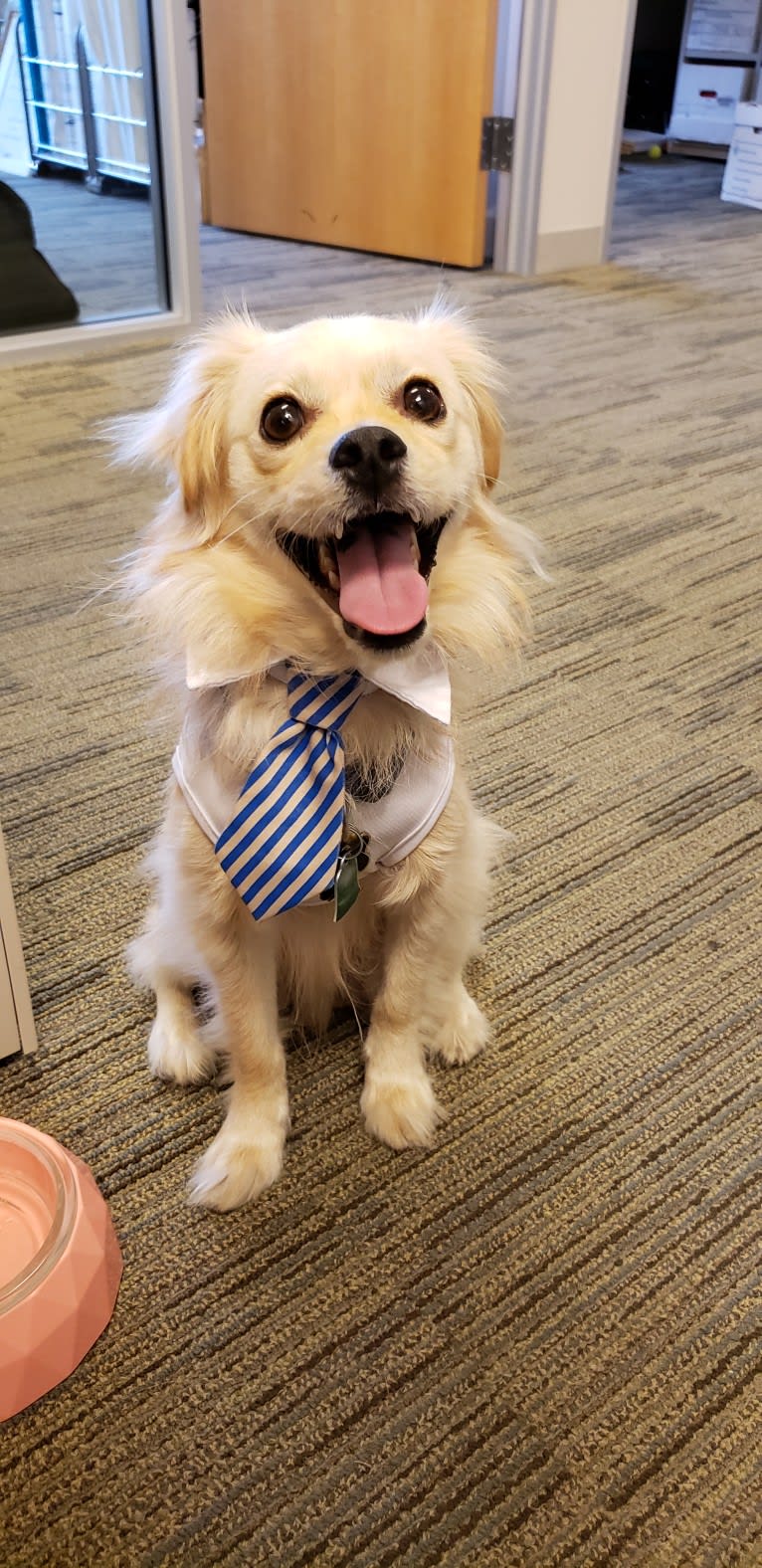 Arthur, a Poodle (Small) and Shih Tzu mix tested with EmbarkVet.com