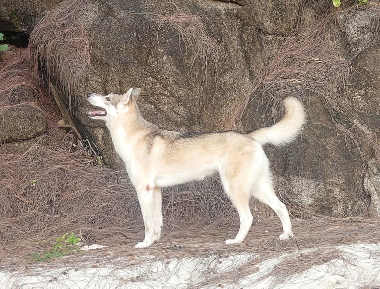 Rani, a Siberian Husky and German Shepherd Dog mix tested with EmbarkVet.com