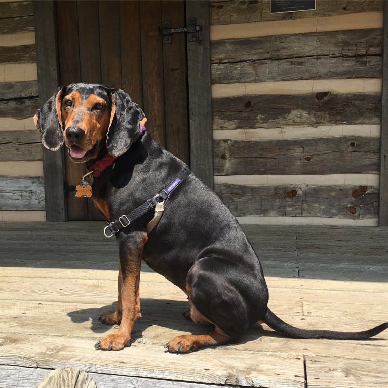 Monkey, a Black and Tan Coonhound tested with EmbarkVet.com