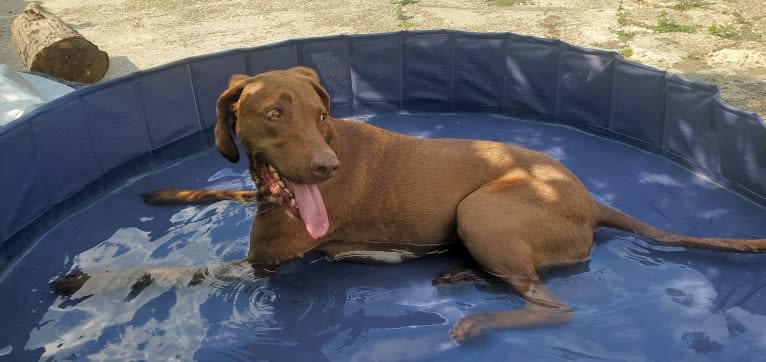 Dakota, a Chesapeake Bay Retriever and German Shorthaired Pointer mix tested with EmbarkVet.com