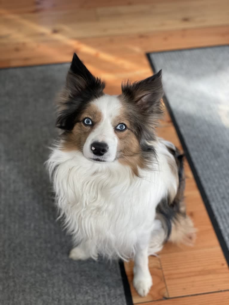 Pico, a Border Collie and Papillon mix tested with EmbarkVet.com