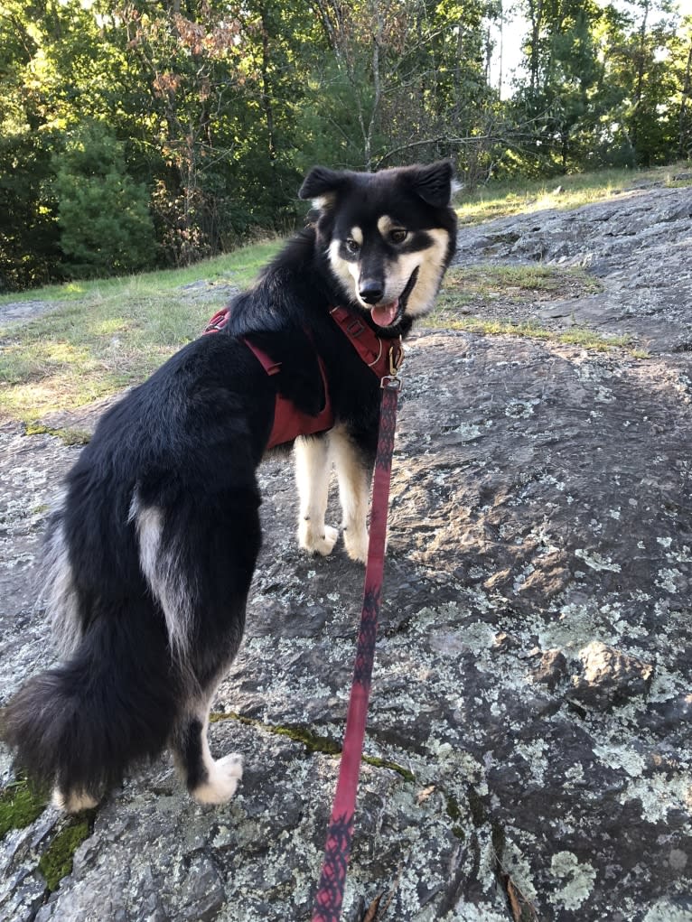 Mina, a Japanese or Korean Village Dog tested with EmbarkVet.com