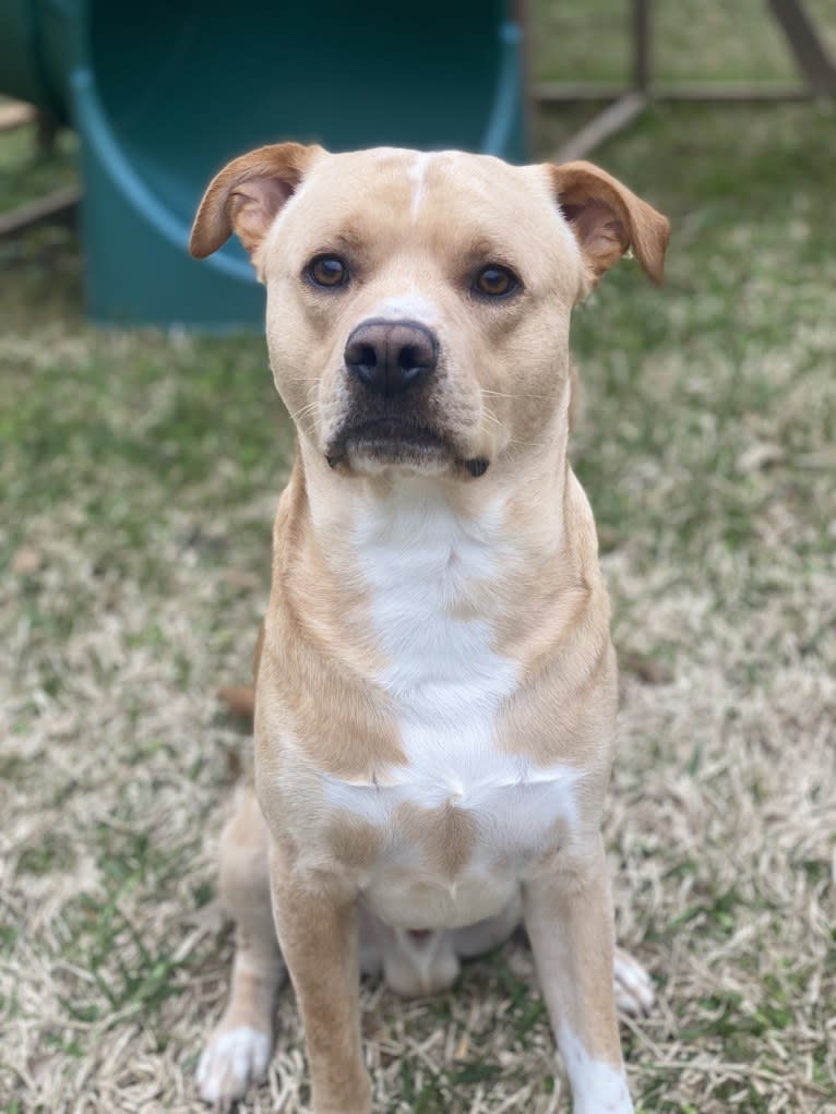 pretzel, an American Pit Bull Terrier and French Bulldog mix tested with EmbarkVet.com