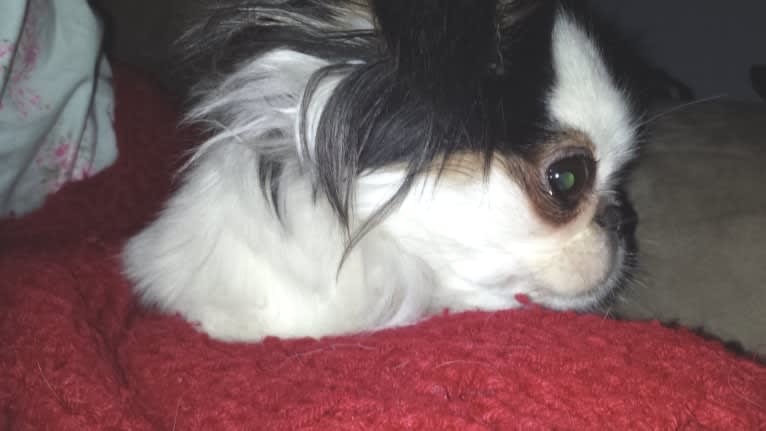 Cucumber, a Shih Tzu and Japanese Chin mix tested with EmbarkVet.com