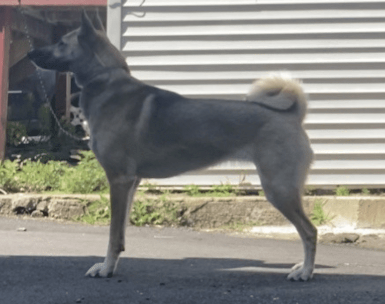 Raven, a West Siberian Laika tested with EmbarkVet.com