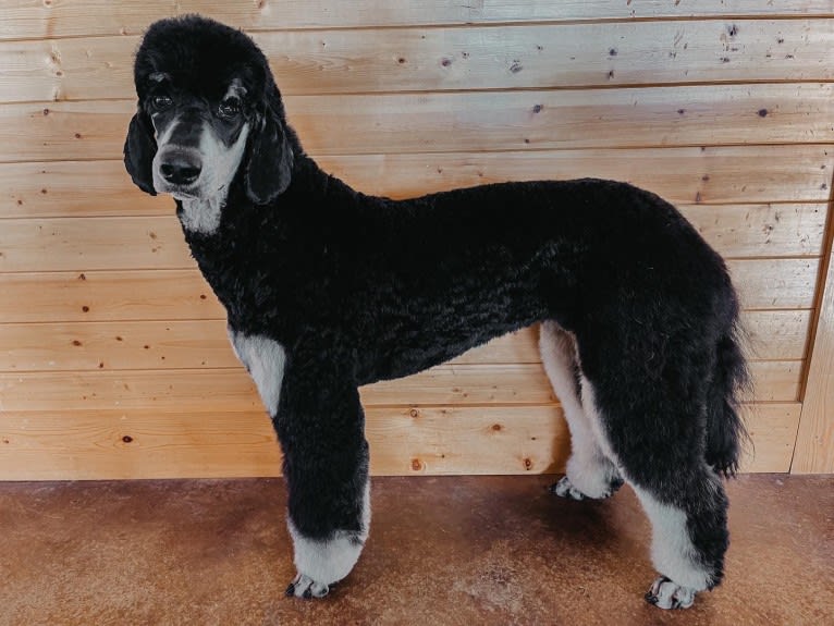 Rozzlynn, a Poodle (Standard) tested with EmbarkVet.com