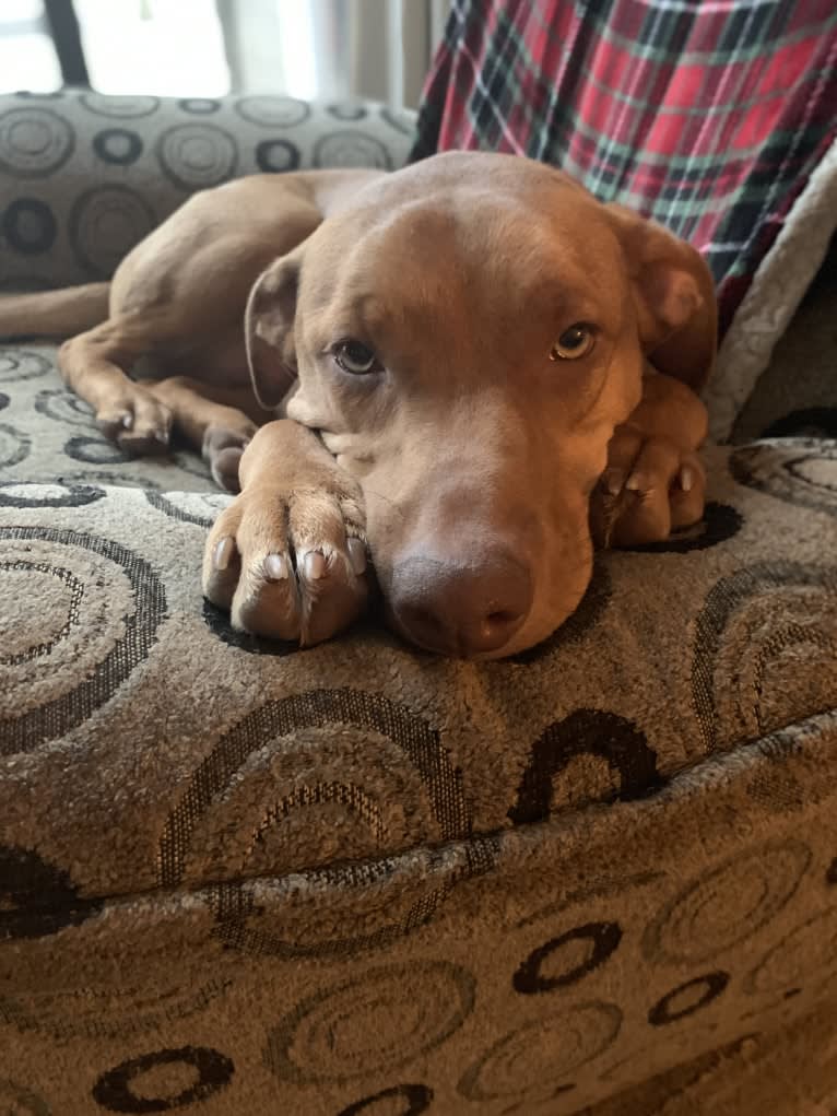 Trout, an American Pit Bull Terrier and Labrador Retriever mix tested with EmbarkVet.com