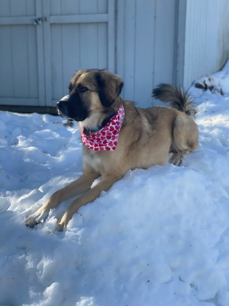 Maverick, a Great Pyrenees and Anatolian Shepherd Dog mix tested with EmbarkVet.com