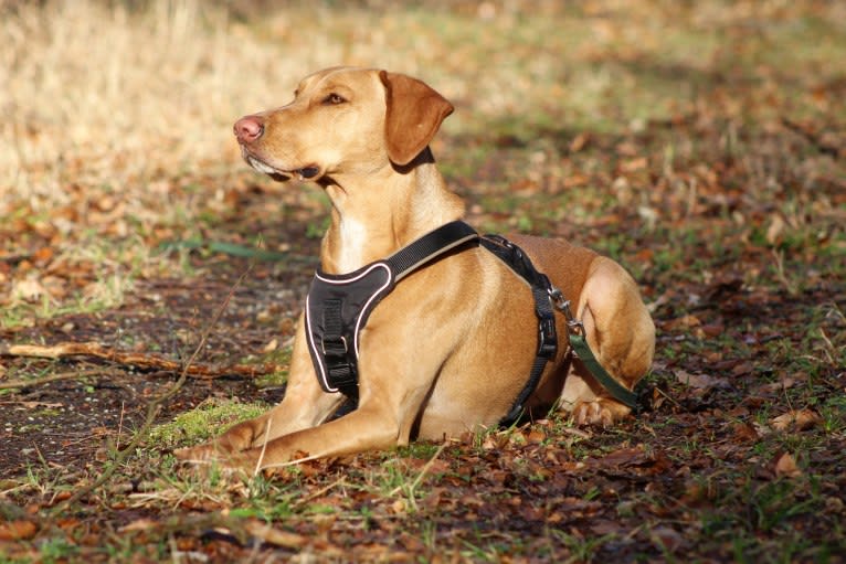 Ruby, a Doberman Pinscher and Vizsla mix tested with EmbarkVet.com