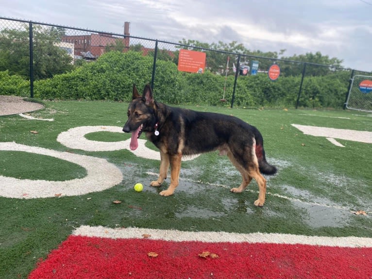 Taz, a German Shepherd Dog tested with EmbarkVet.com