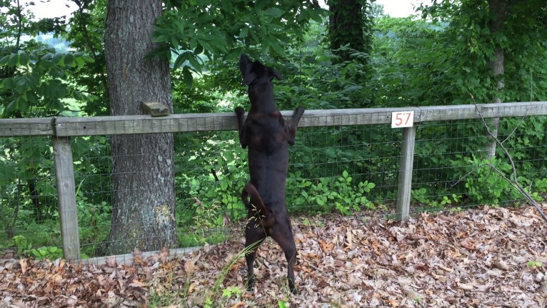 Max, a Boxer and American Pit Bull Terrier mix tested with EmbarkVet.com