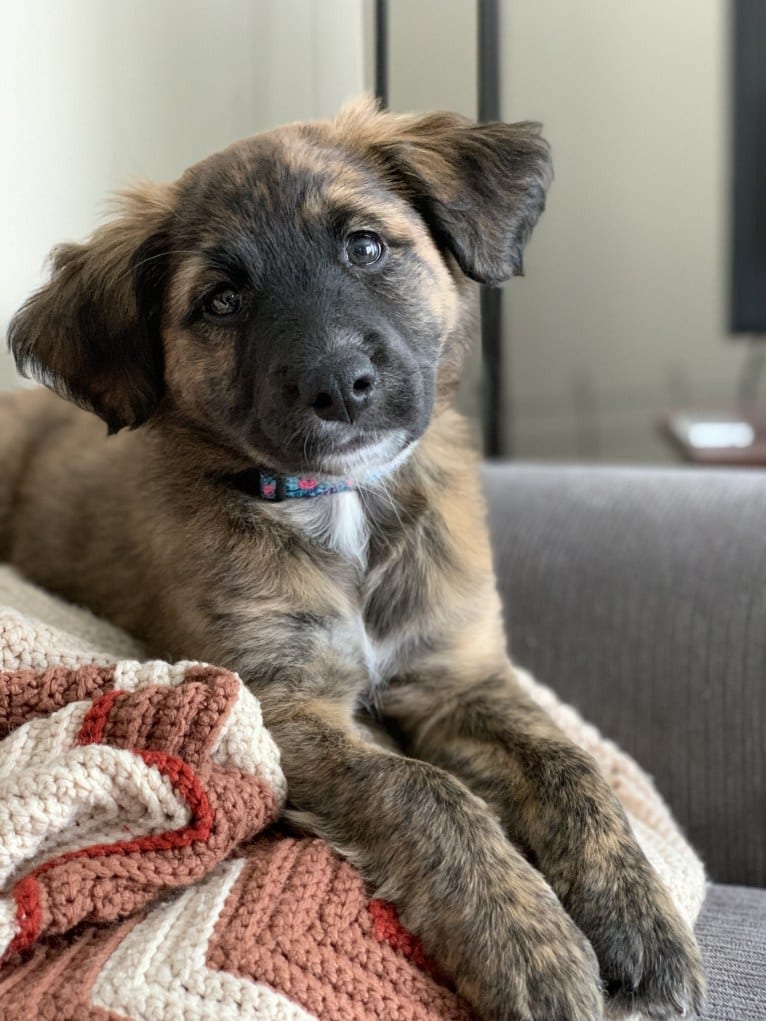 Emmy, an Australian Cattle Dog and Cocker Spaniel mix tested with EmbarkVet.com