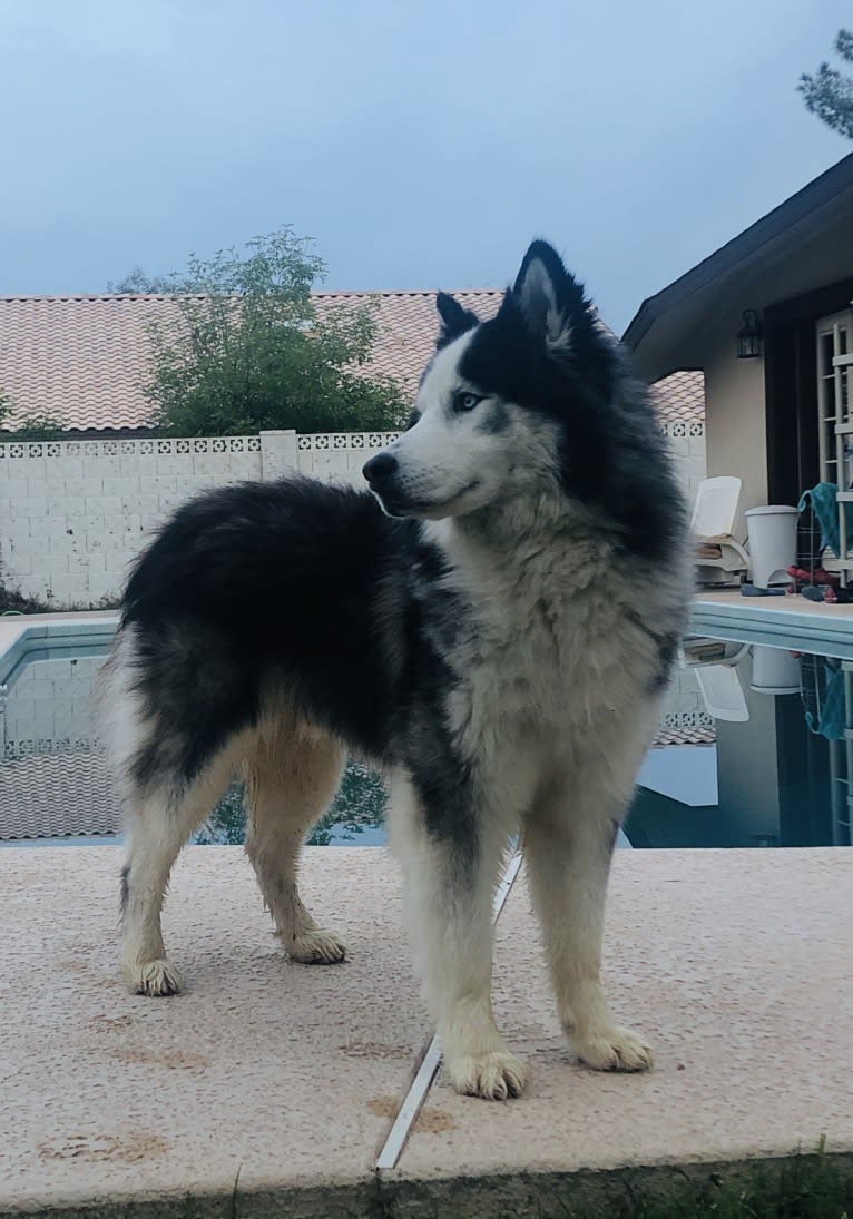 Jack, a Siberian Husky tested with EmbarkVet.com