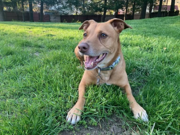 Hadley, a Chihuahua and American Pit Bull Terrier mix tested with EmbarkVet.com