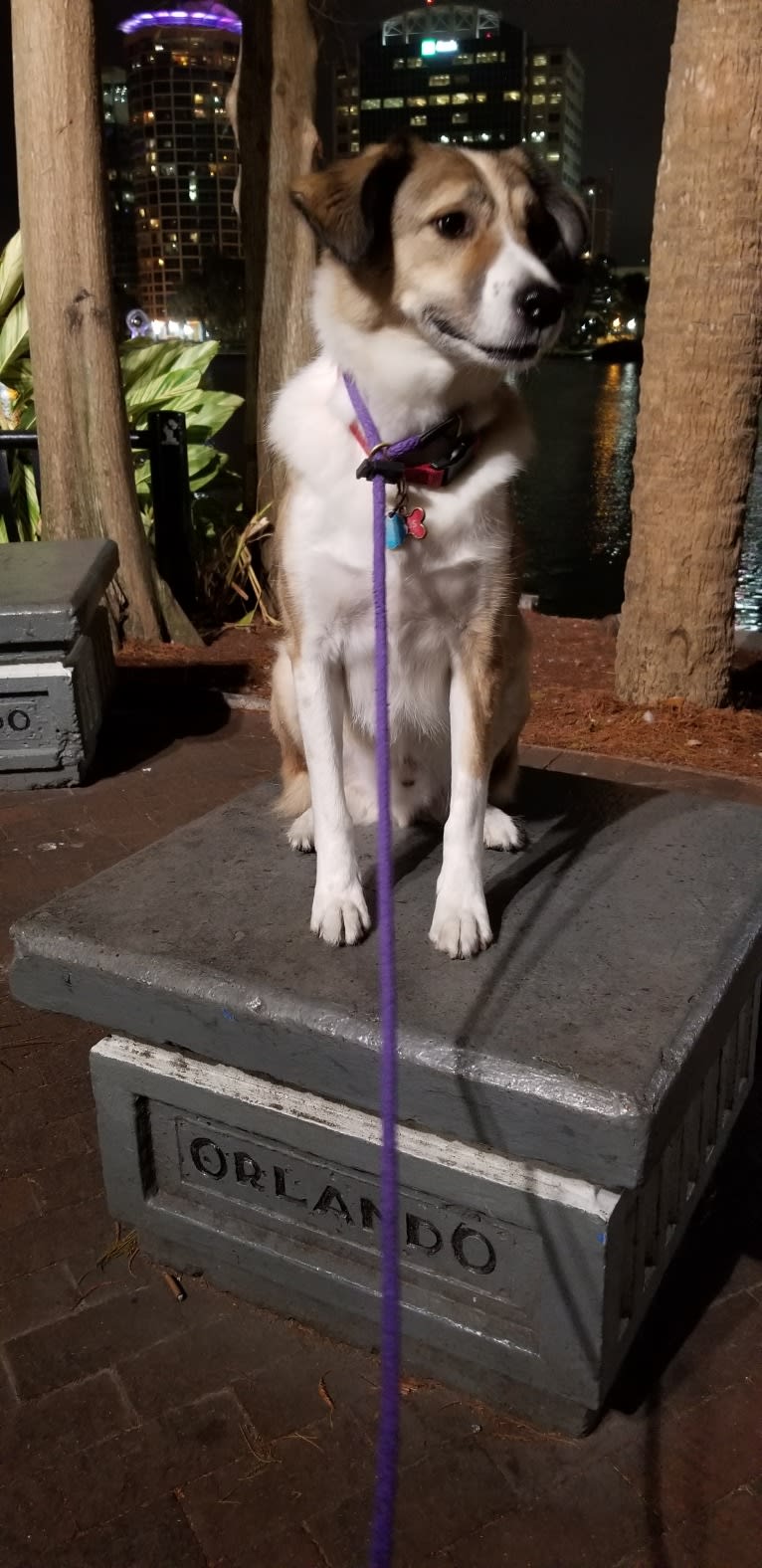 Rufus, a West Asian Village Dog tested with EmbarkVet.com