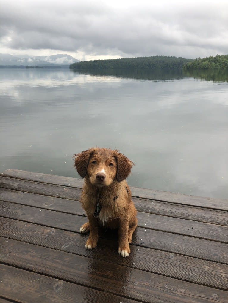 Henry, a Nova Scotia Duck Tolling Retriever tested with EmbarkVet.com