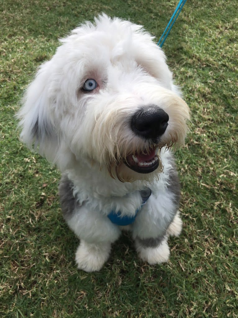 Cookie Monster, an Old English Sheepdog tested with EmbarkVet.com