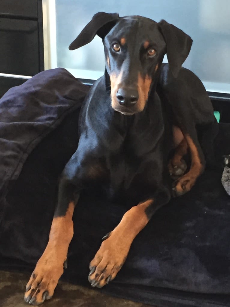 Busta, a Doberman Pinscher tested with EmbarkVet.com