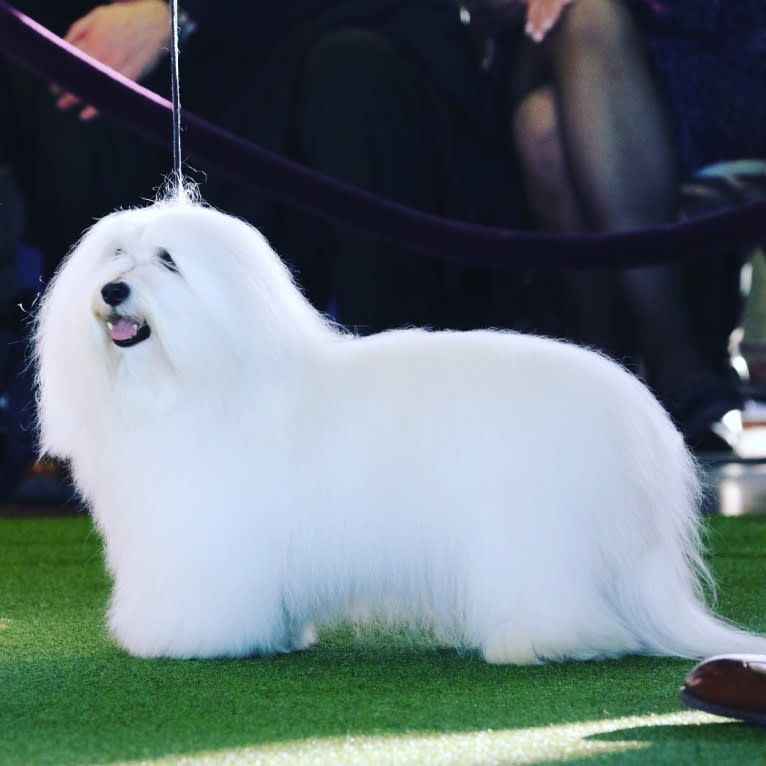 Hamilton, a Coton de Tulear tested with EmbarkVet.com