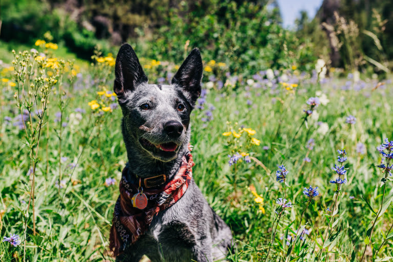 Ranger, an Australian Cattle Dog tested with EmbarkVet.com