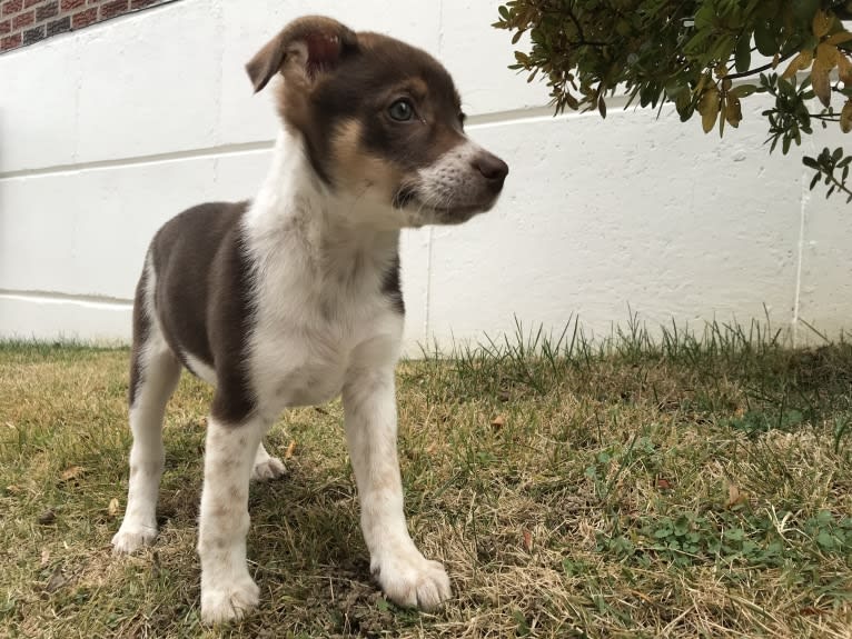 Nova, a Rat Terrier and German Shepherd Dog mix tested with EmbarkVet.com