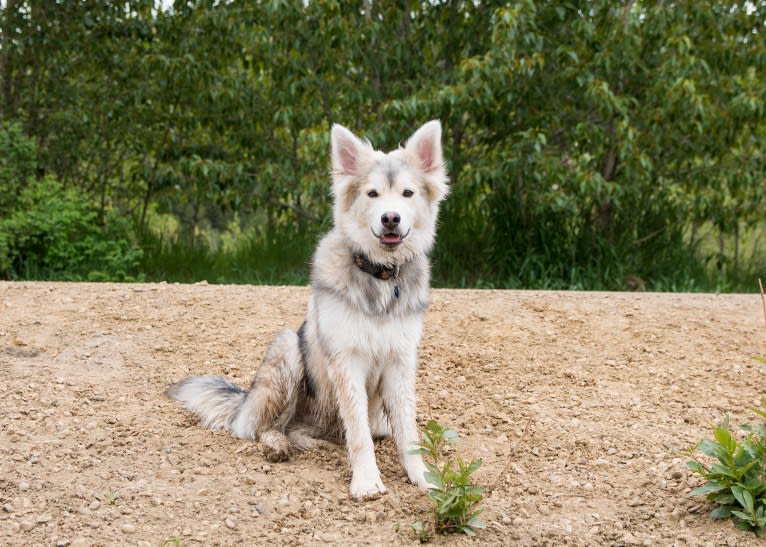 Hero, a Siberian Husky and German Shepherd Dog mix tested with EmbarkVet.com