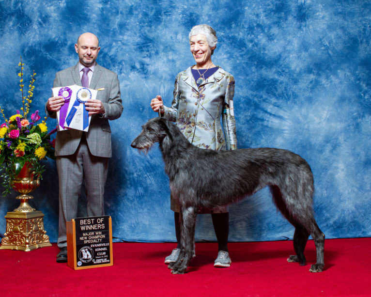 Jordan, a Scottish Deerhound tested with EmbarkVet.com