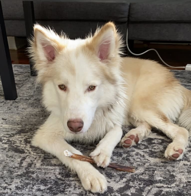 Odie, a Siberian Husky and Australian Cattle Dog mix tested with EmbarkVet.com