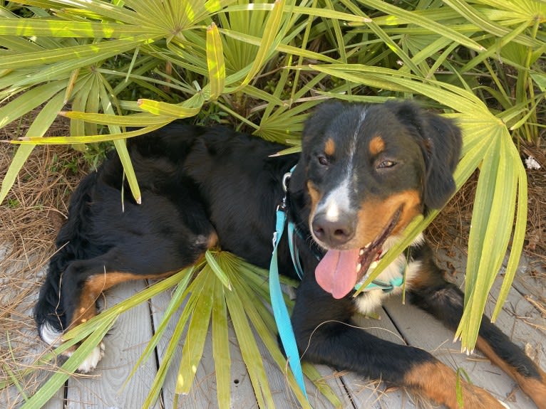 Archie, a Bernese Mountain Dog tested with EmbarkVet.com