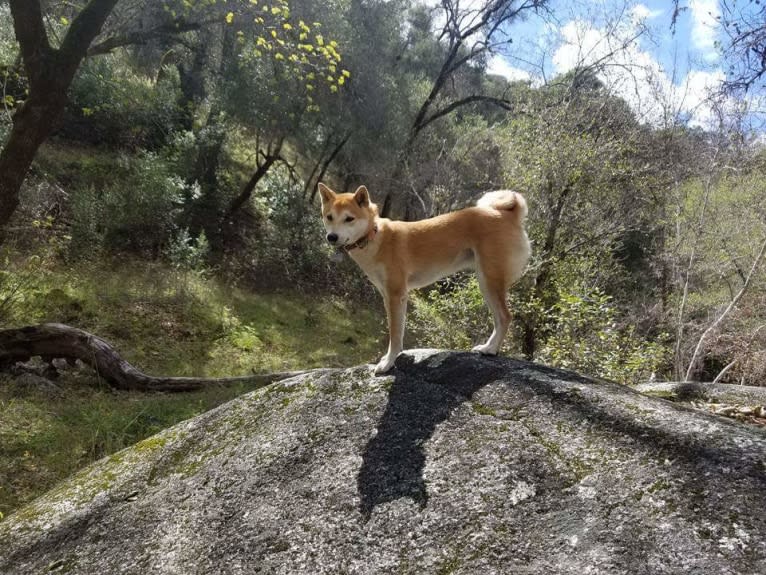 Aria, a Shiba Inu tested with EmbarkVet.com