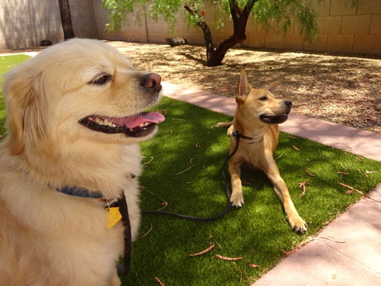 Bean, a Chow Chow and Chihuahua mix tested with EmbarkVet.com