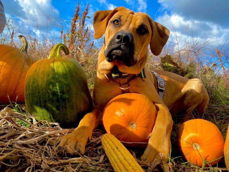 Tallulah, a Perro de Presa Canario tested with EmbarkVet.com