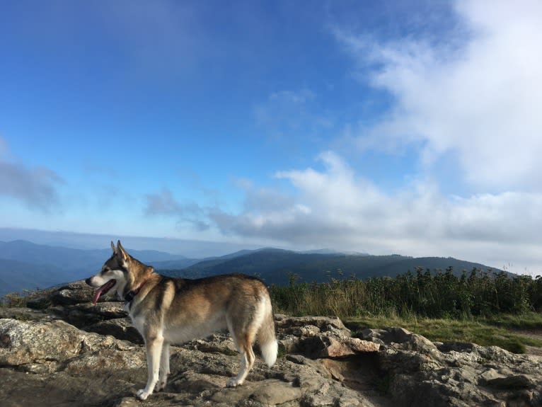 Mica, a Siberian Husky and Beagle mix tested with EmbarkVet.com