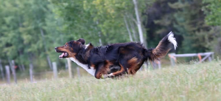 Burley, an English Shepherd tested with EmbarkVet.com