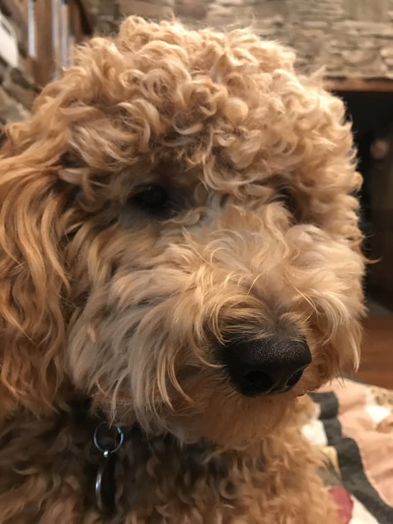 Charly, a Goldendoodle tested with EmbarkVet.com