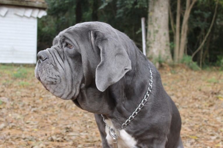 Maui, a Neapolitan Mastiff tested with EmbarkVet.com