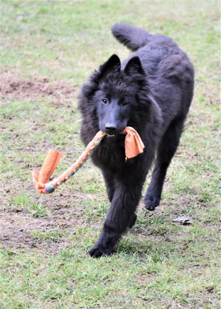 Vivi, a Belgian Shepherd tested with EmbarkVet.com