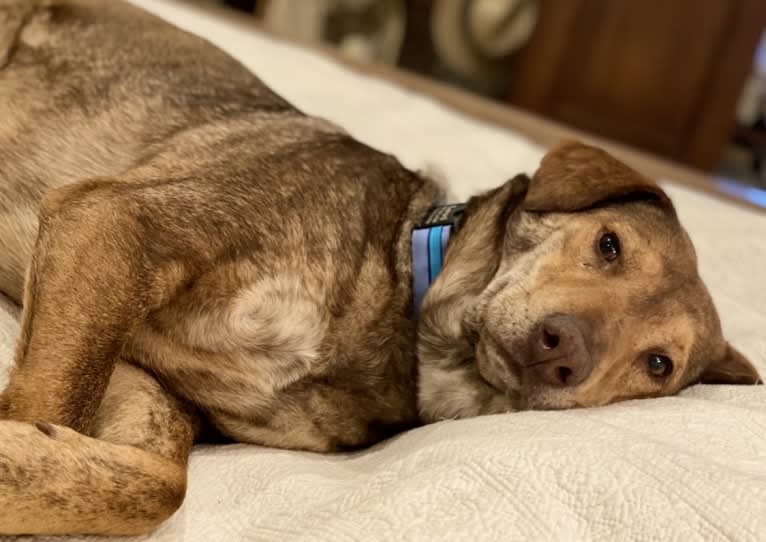 Levi, a German Shepherd Dog and Chow Chow mix tested with EmbarkVet.com