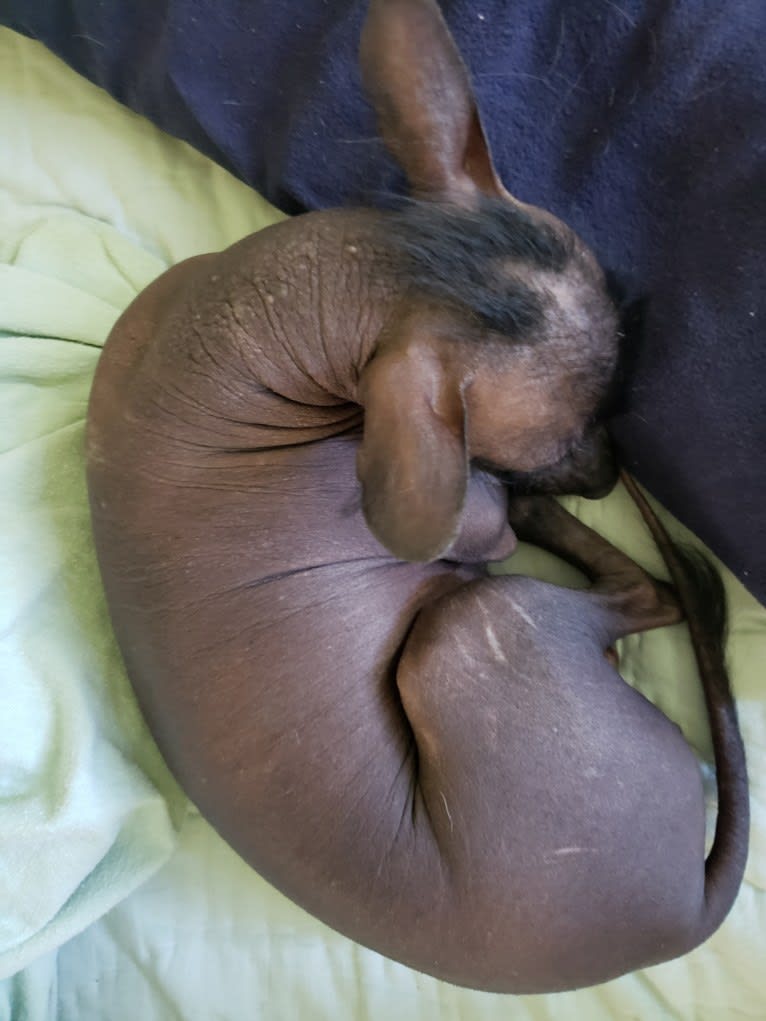 Freyja Oro Bello, a Xoloitzcuintli tested with EmbarkVet.com