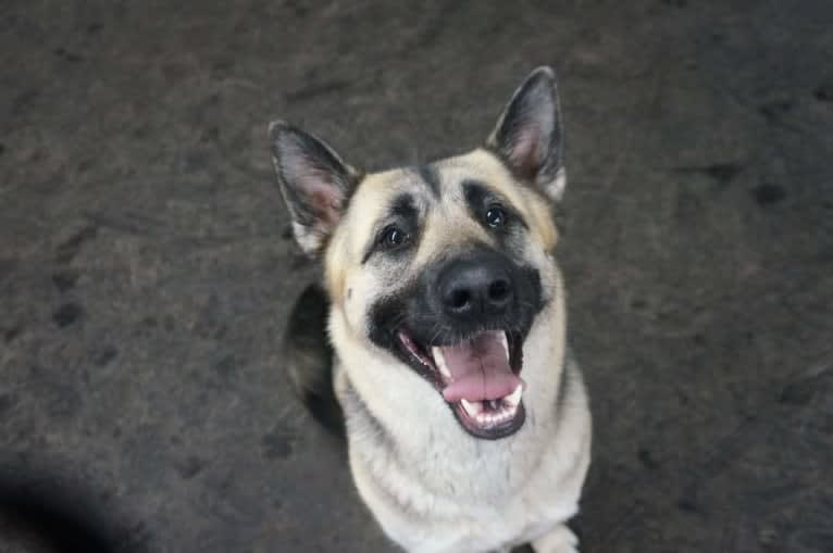 SAUIN, a German Shepherd Dog and Siberian Husky mix tested with EmbarkVet.com