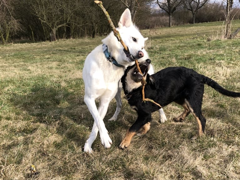 Calaf Storytelling, a Canaan Dog tested with EmbarkVet.com