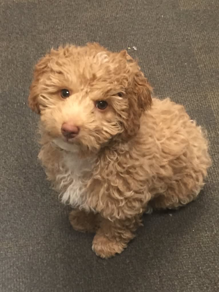 Buster, a Poodle (Small) tested with EmbarkVet.com
